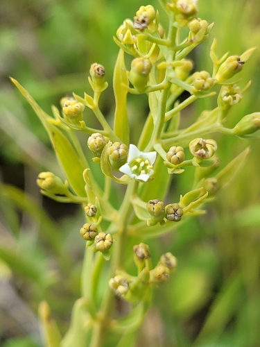 Image of Flax-leaved bastard toadflax by (c) Bobo-X, some rights reserved (CC BY)