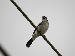 Sporophila americana