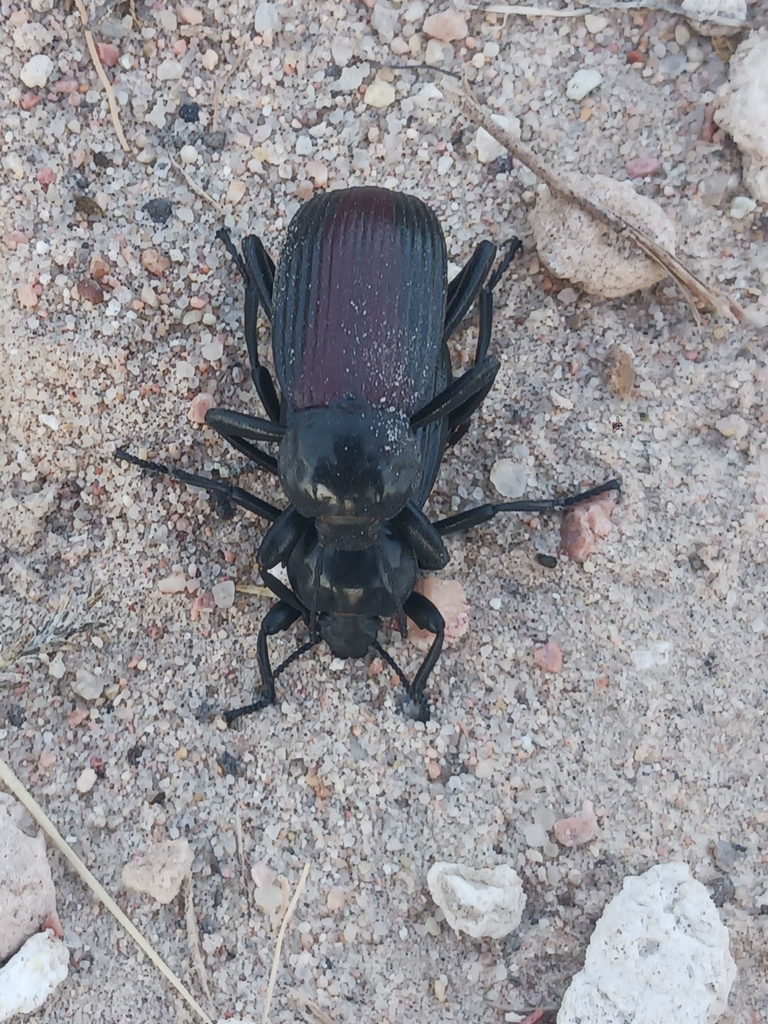 Eleodes acuta from Haigler, NE 69030, USA on June 11, 2024 at 07:52 PM ...