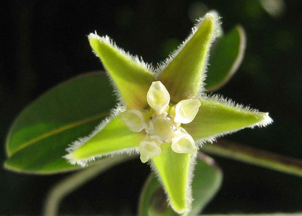 Blepharodon