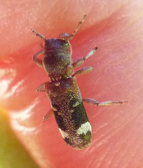 Psenocerus supernotatus