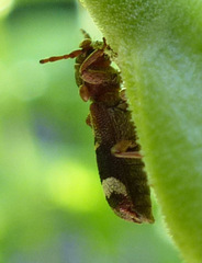 Psenocerus supernotatus