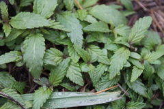 Cannabis sativa spontanea