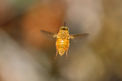 Scaptia viridiventris