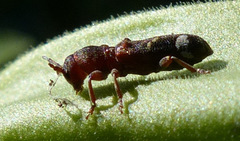 Psenocerus supernotatus