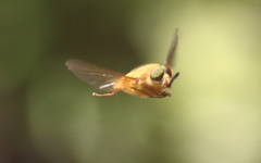 Scaptia viridiventris