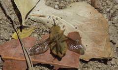 Scaptia viridiventris