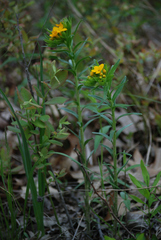 Lithospermum caroliniense