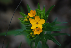 Lithospermum caroliniense
