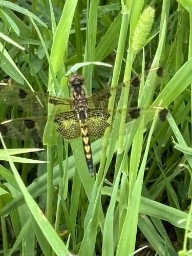 Calico Pennant photo 5