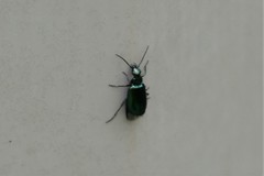 Lebia viridis