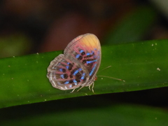 Paralaxita orphna