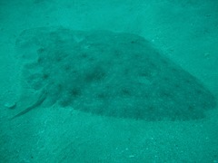 California Butterfly Ray photo 1