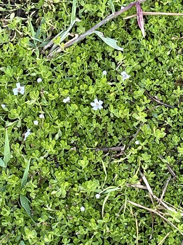 Bacopa monnieri observed 2024-06-12