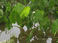 Montrichardia linifera