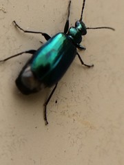 Lebia viridis