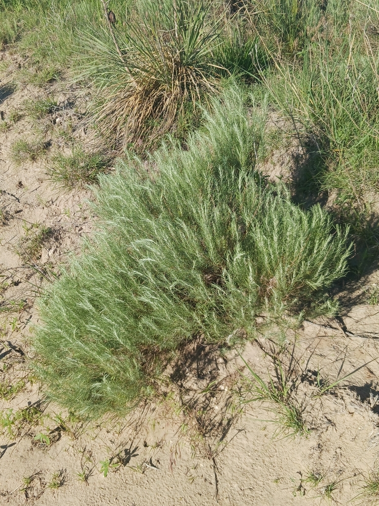 sand sagebrush in June 2024 by Sean Cozart · iNaturalist