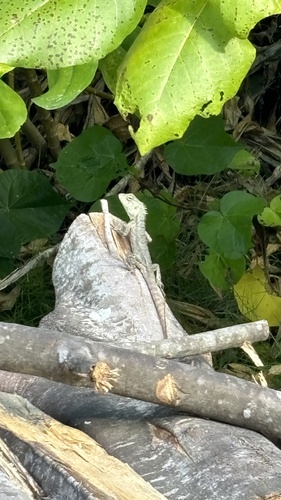Indian Garden Lizard — seen at this dive site