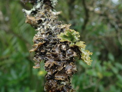 Pseudocyphellaria carpoloma