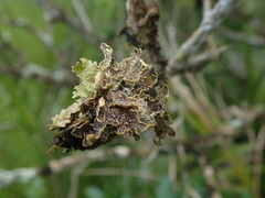 Pseudocyphellaria carpoloma