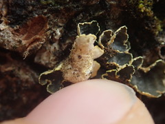 Pseudocyphellaria carpoloma