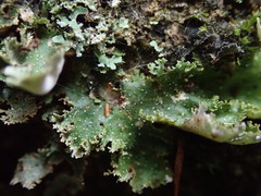 Pseudocyphellaria episticta