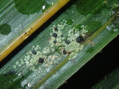 Calopadia subcoerulescens