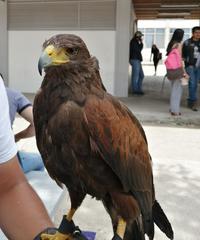 Parabuteo