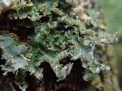 Pseudocyphellaria episticta