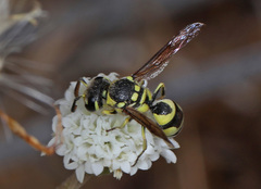 Pterocheilus