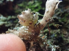 Pseudocyphellaria episticta