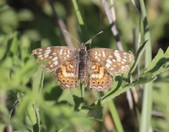 Phyciodes picta
