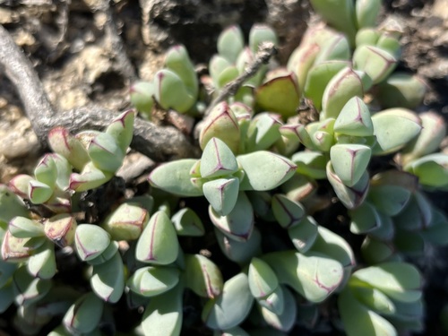 Saldanha Toothfig (Oscularia steenbergensis)