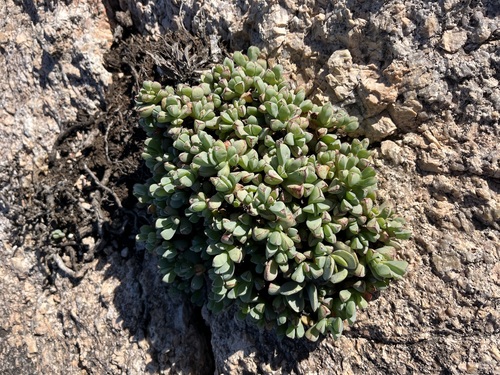Image of Oscularia steenbergensis by (c) Charleen Brunke, some rights reserved (CC BY)