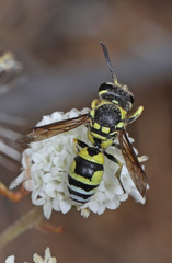 Pterocheilus