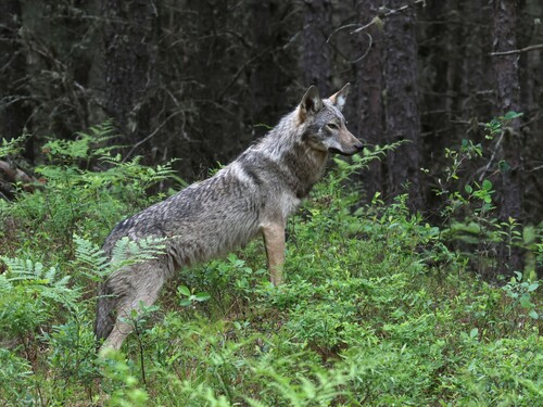 Eastern Wolf