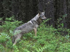 Eastern Wolf photo 4