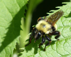 Laphria thoracica