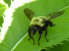 Laphria thoracica