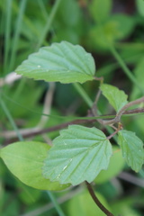 Viburnum rafinesqueanum