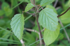 Viburnum rafinesqueanum