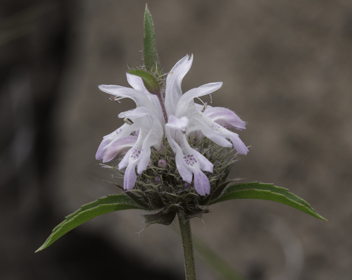 Pony beebalm (Monarda pectinata)
