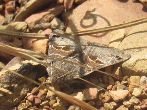 Drasteria edwardsii photo 3