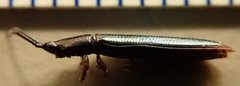 Brontispa chalybeipennis