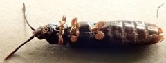 Brontispa chalybeipennis