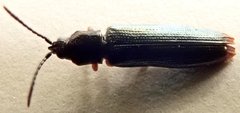 Brontispa chalybeipennis