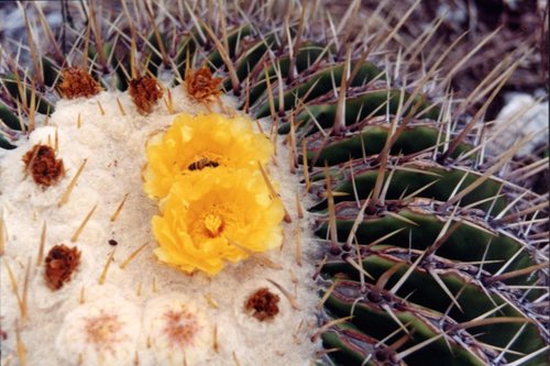 Candy Barrel Cactus