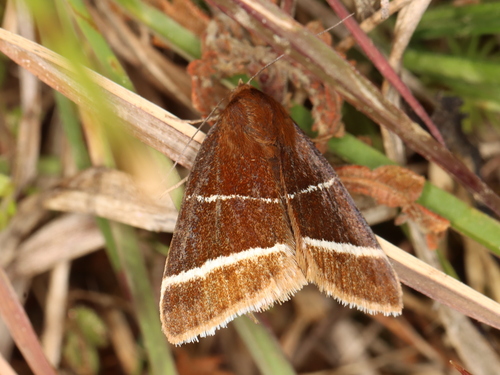 Four-lined Chocolate Moth photo 5