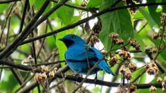 Cotinga maynana