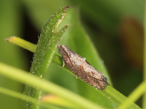 Bayberry Leaftier Moth photo 3